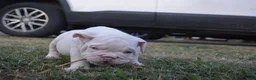 English Bulldog dogs for sale: Ghost - Ad 5