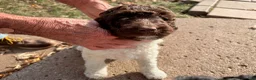 Mixed Breed dogs for sale: Abby - Ad 3