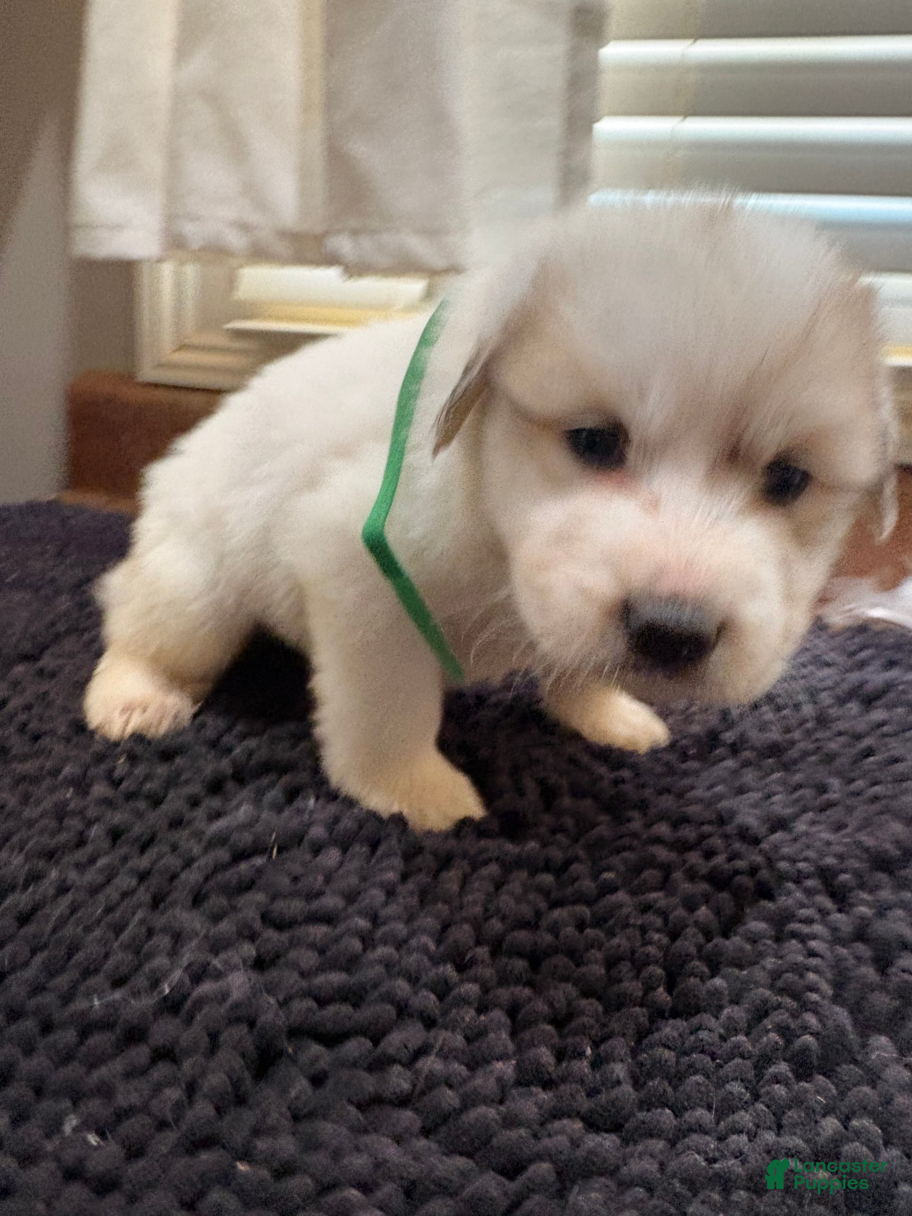 Great Pyrenees dogs for sale: Green Girl - Ad 31