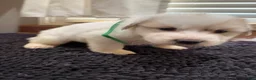 Great Pyrenees dogs for sale: Green Girl - Ad 1