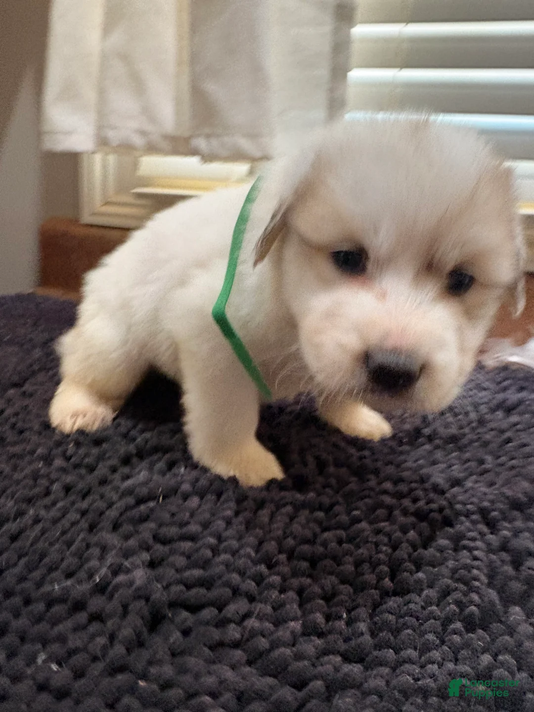 Great Pyrenees dogs for sale: Green Girl - Ad 1