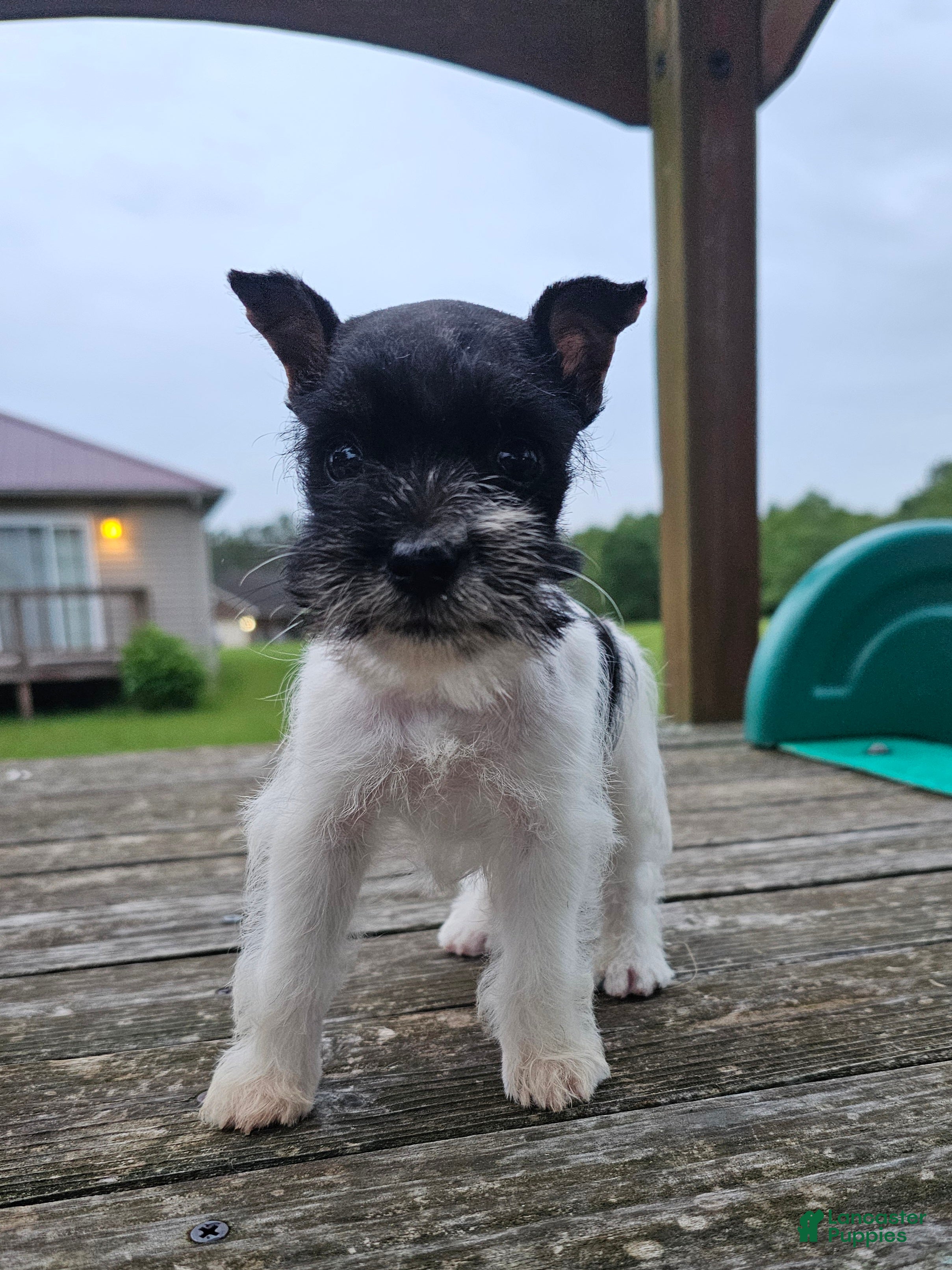 Miniature Schnauzer dogs Miniature Schnauzer 4 - Ad 1
