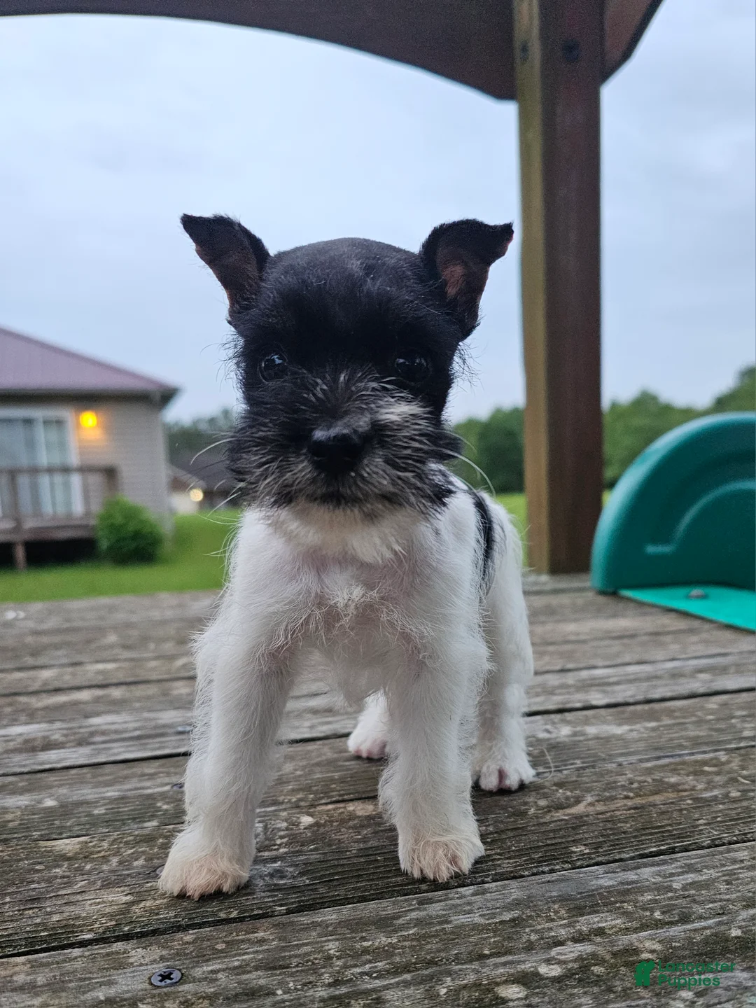 Miniature Schnauzer dogs for sale: Miniature Schnauzer 4 - Ad 1