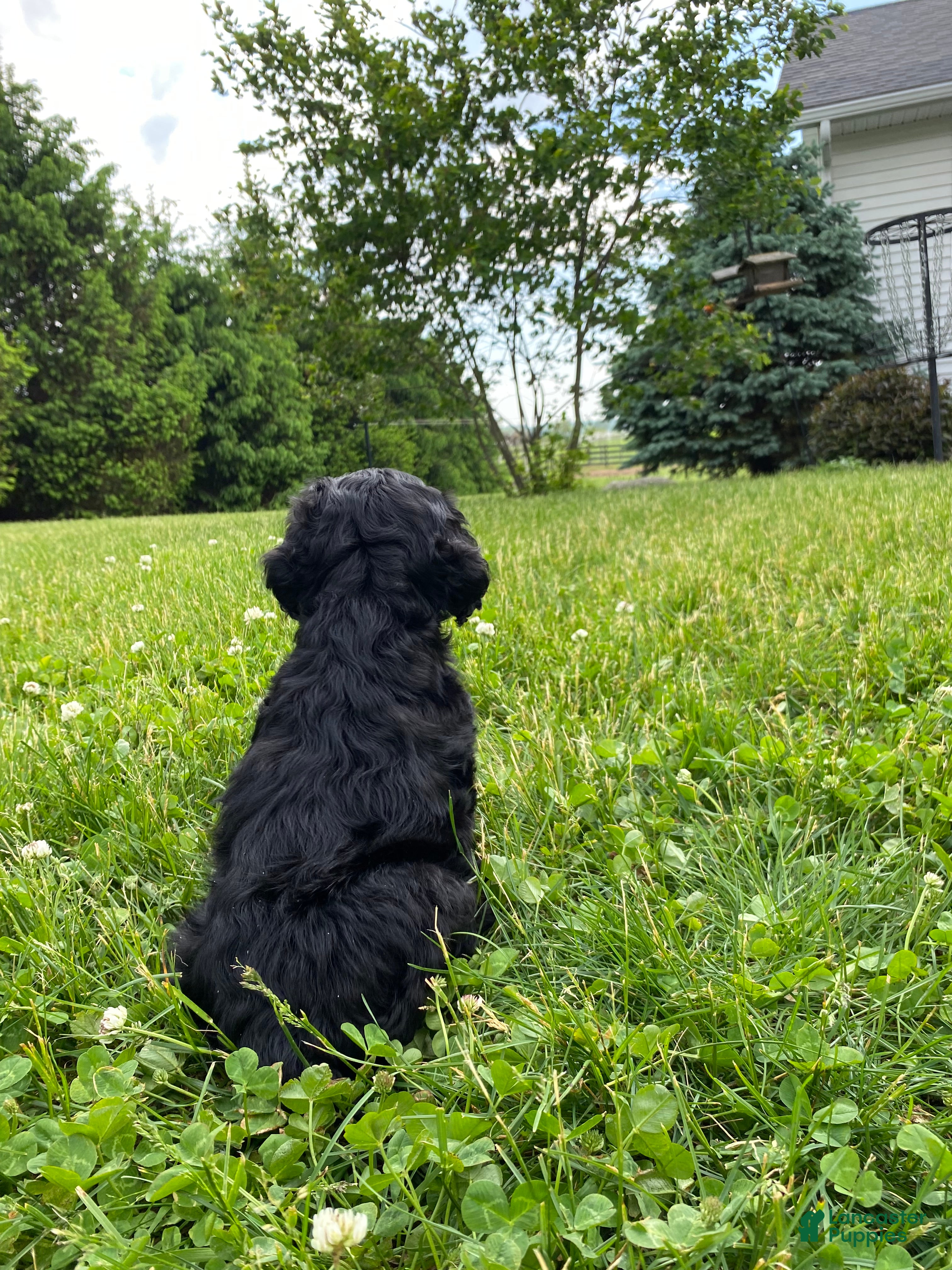 Cocker Spaniel dogs for sale: Avery - Ad 2