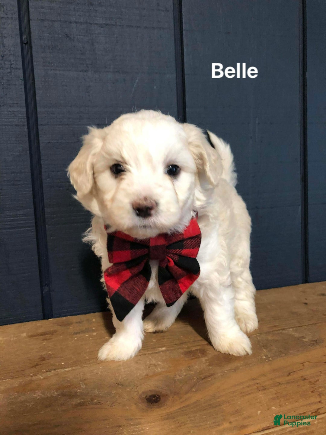 Aussiedoodle dogs for sale: Belle - Ad 1