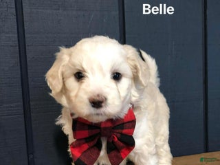Aussiedoodle dogs Belle - Ad 11