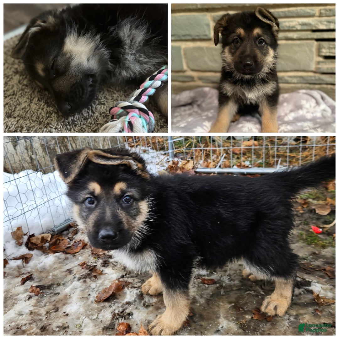 German Shepherd dogs for sale: German Shepherd Puppy 2 - Ad 1