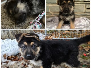 German Shepherd dogs German Shepherd Puppy 2 - Ad 40