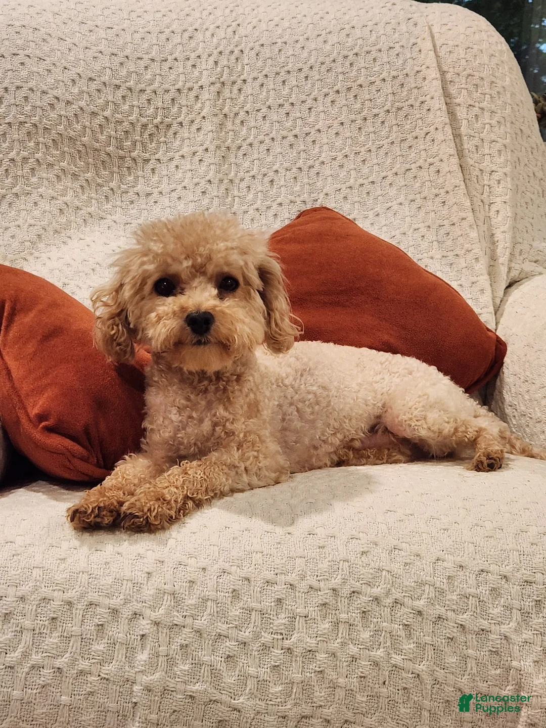 Maltipoo dogs for sale: Elsa - Ad 6