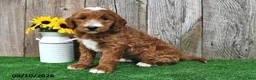Mini Goldendoodle dogs for sale: Lady - Ad 3