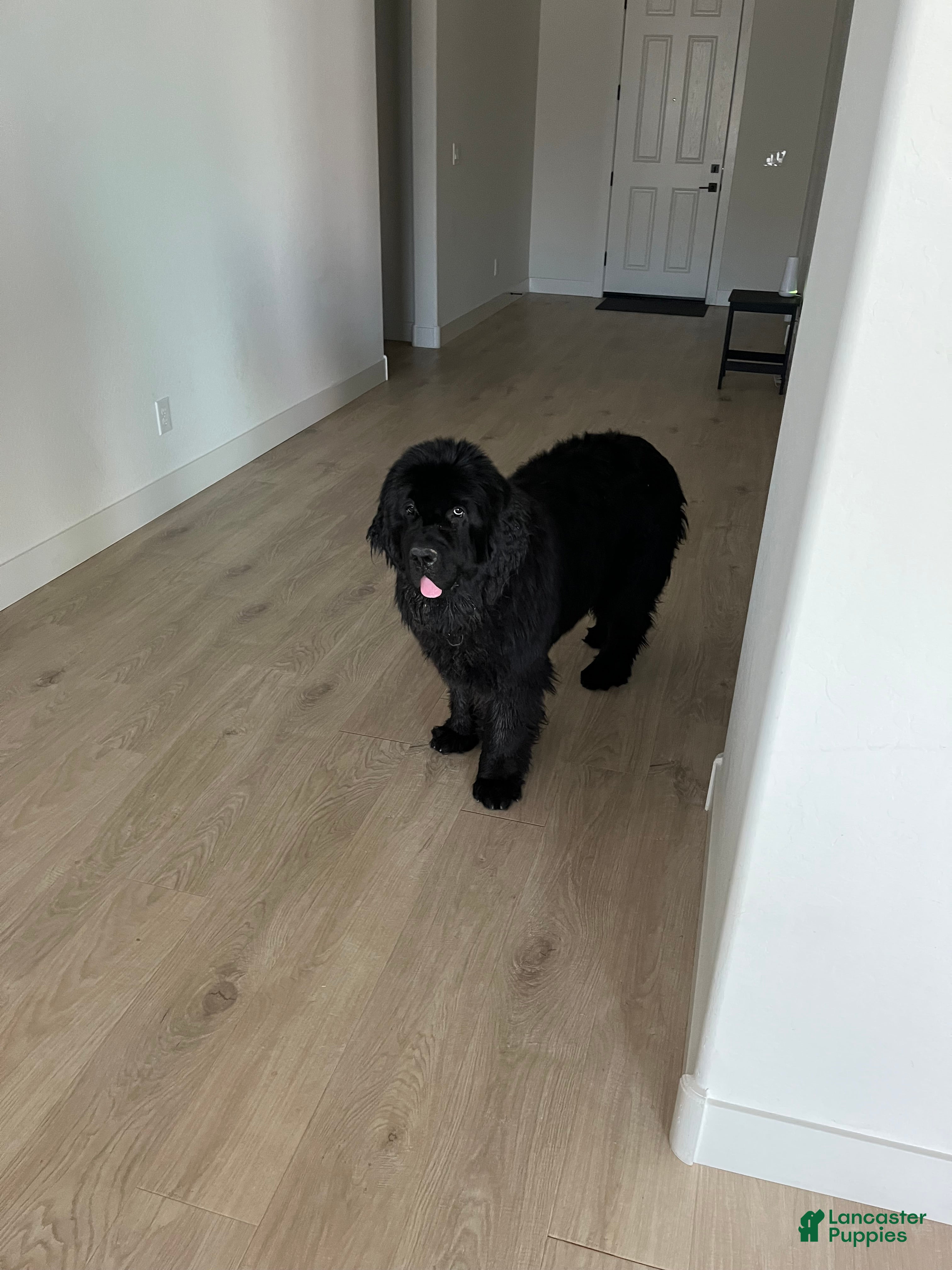 Newfoundland dogs Newfoundland Puppy 1 - Ad 1