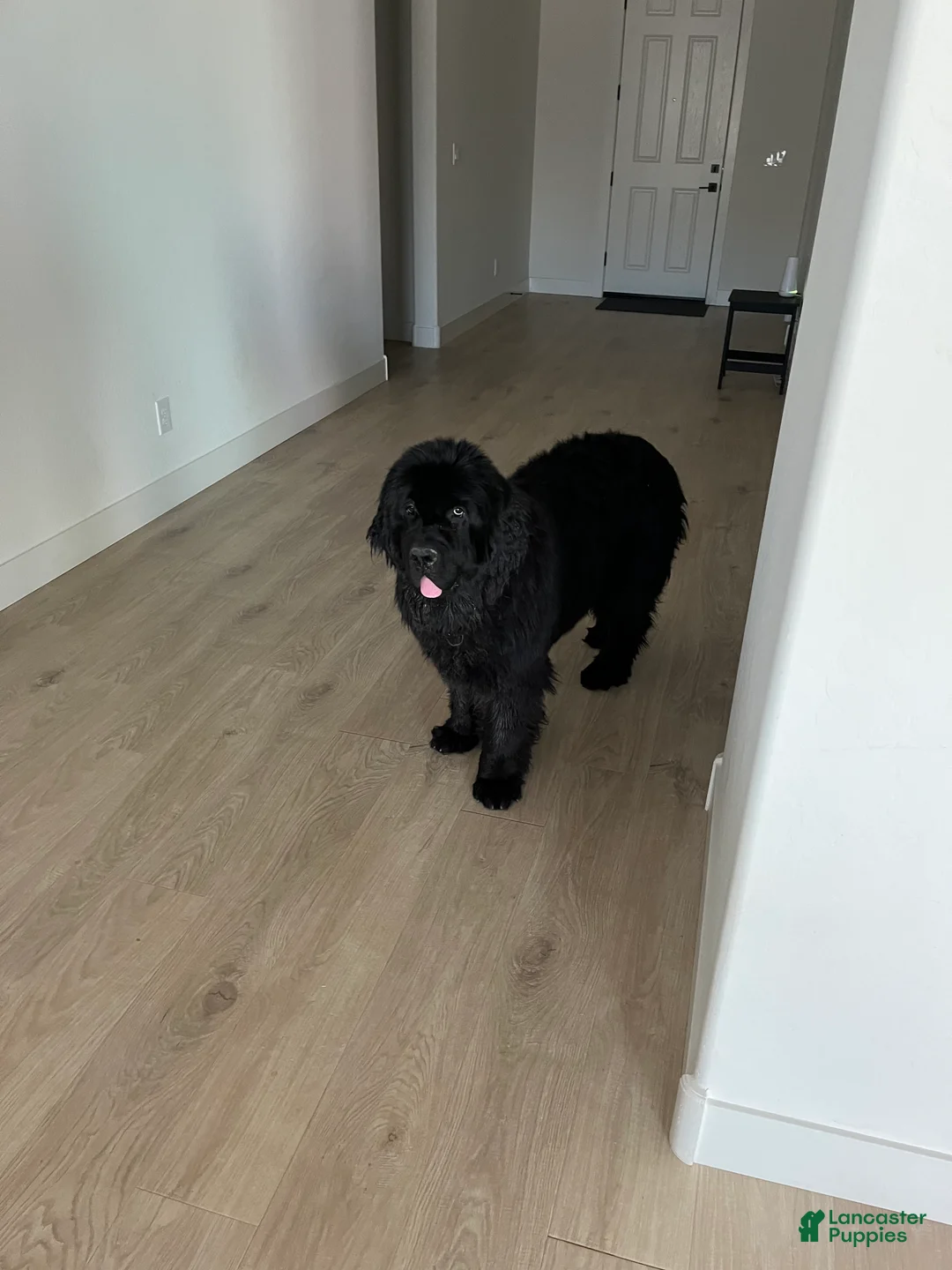 Newfoundland dogs for sale: Newfoundland Puppy 1 - Ad 1