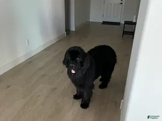 Newfoundland dogs Newfoundland Puppy 1 - Ad 39