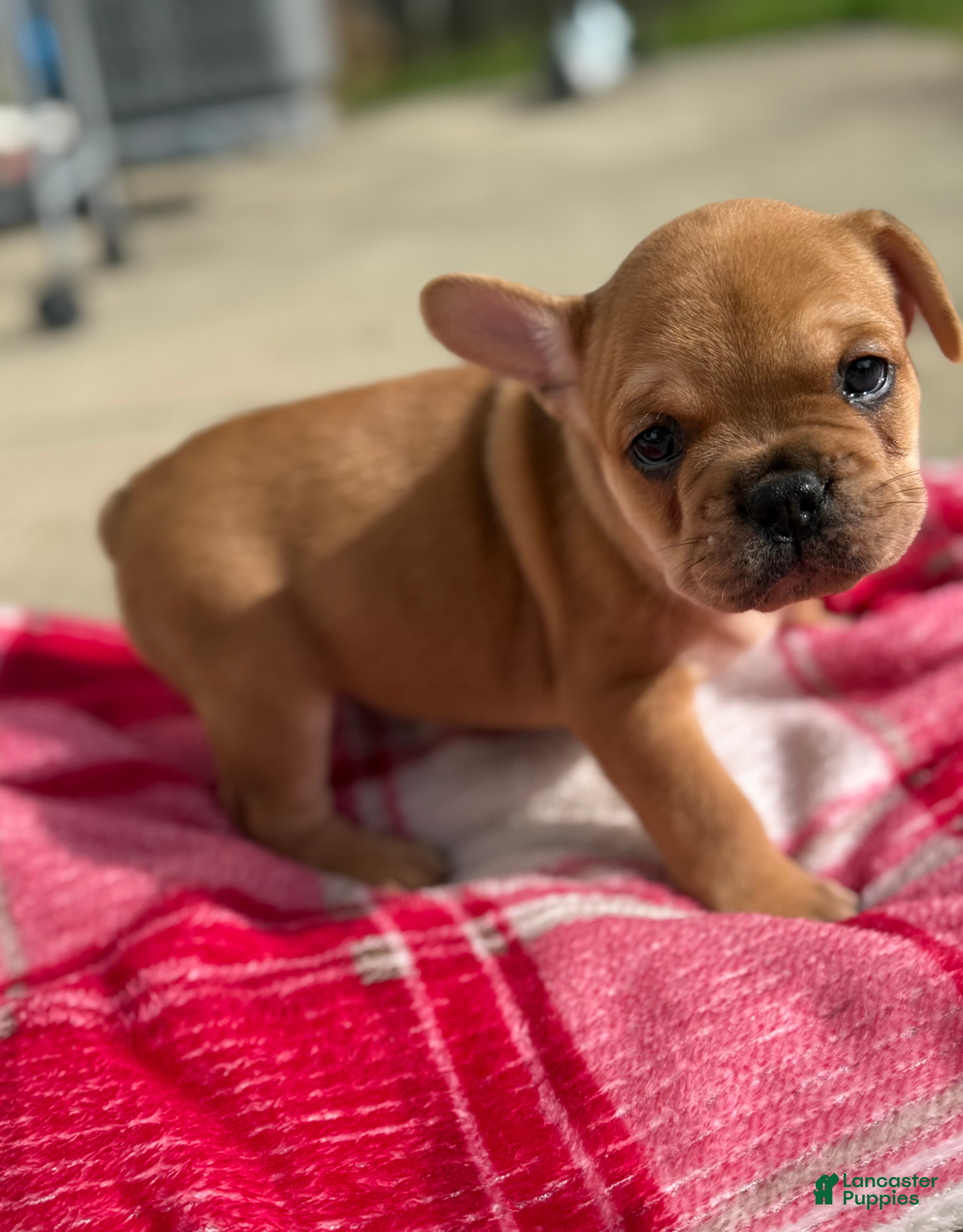 French Bulldog dogs Rojo & Tan French Bulldog Puppy 3 - Ad 14