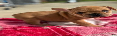 Rojo & Tan French Bulldog Puppy 3