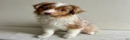 Toy Australian Shepherd dogs for sale: Khloe - Ad 2