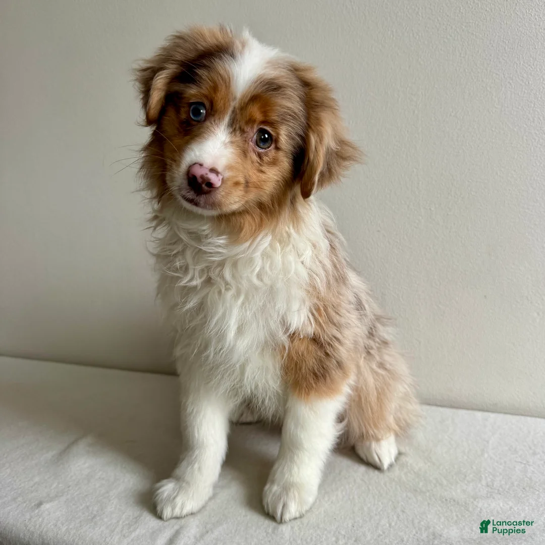 Toy Australian Shepherd dogs for sale: Khloe - Ad 2