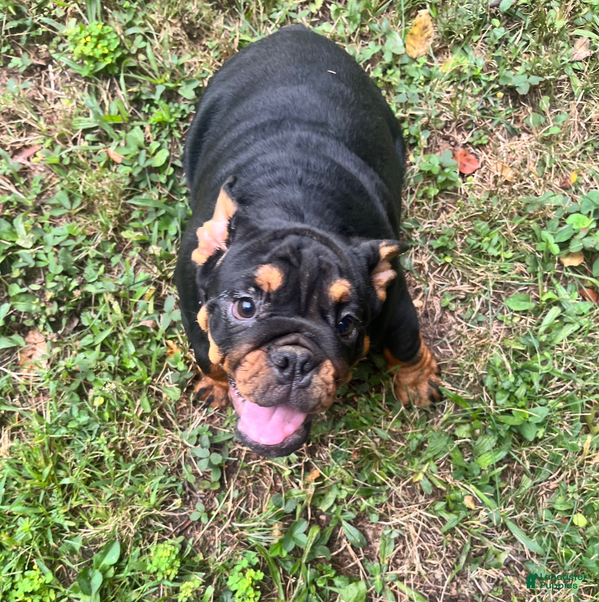 English Bulldog dogs for sale: Vixen - Ad 2