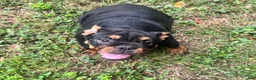 English Bulldog dogs for sale: Vixen - Ad 2