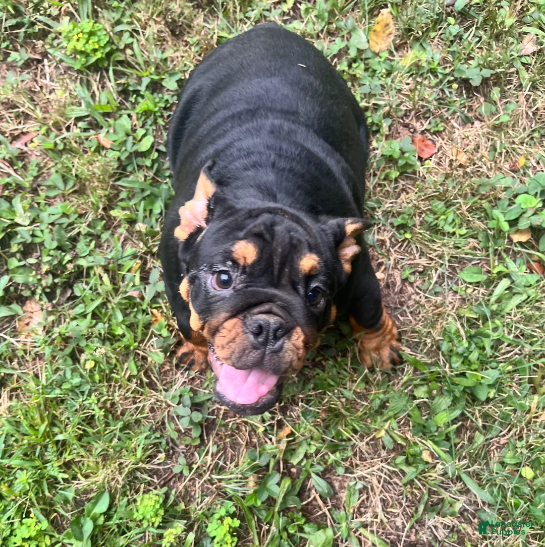 English Bulldog dogs for sale: Vixen - Ad 2