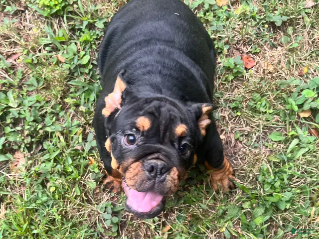 English Bulldog dogs for sale: Vixen - Ad 2