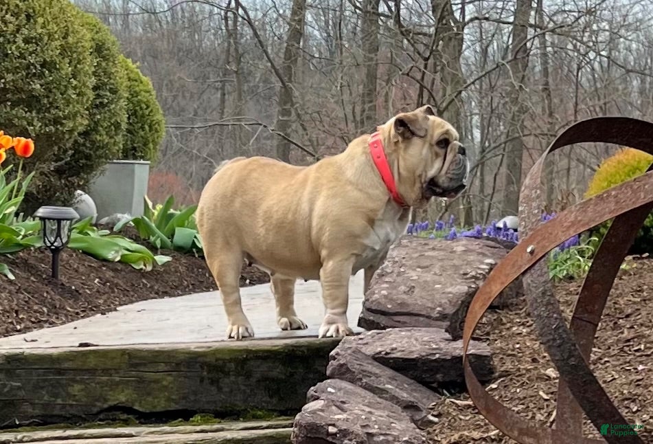 English Bulldog dogs English Bulldog 1 - Ad 2
