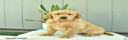 Golden Retriever dogs for sale: Bean  - Ad 3