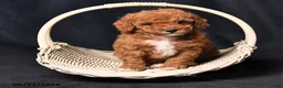 Toy Poodle dogs for sale: Champian - Ad 4