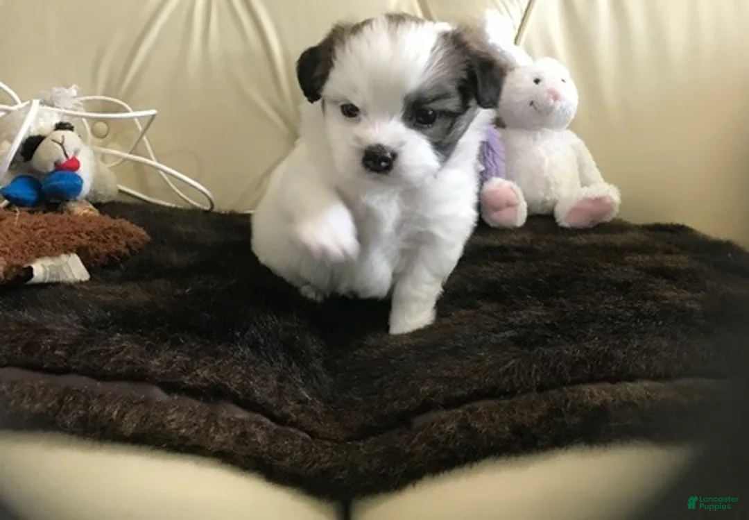 Shih Tzu dogs for sale: Mally - Ad 1