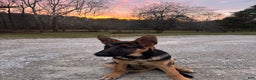 German Shepherd dogs for sale: Ruby  - Ad 1