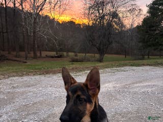 German Shepherd dogs Ruby - Ad 9