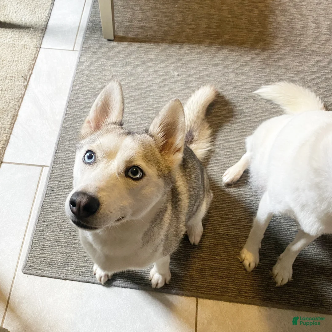 Pomsky dogs for sale: Jasmine - Ad 13