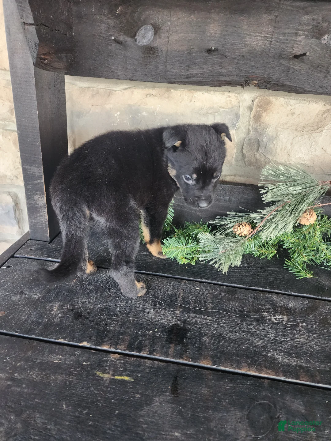 Mixed Breed dogs for sale: Randy - Ad 3