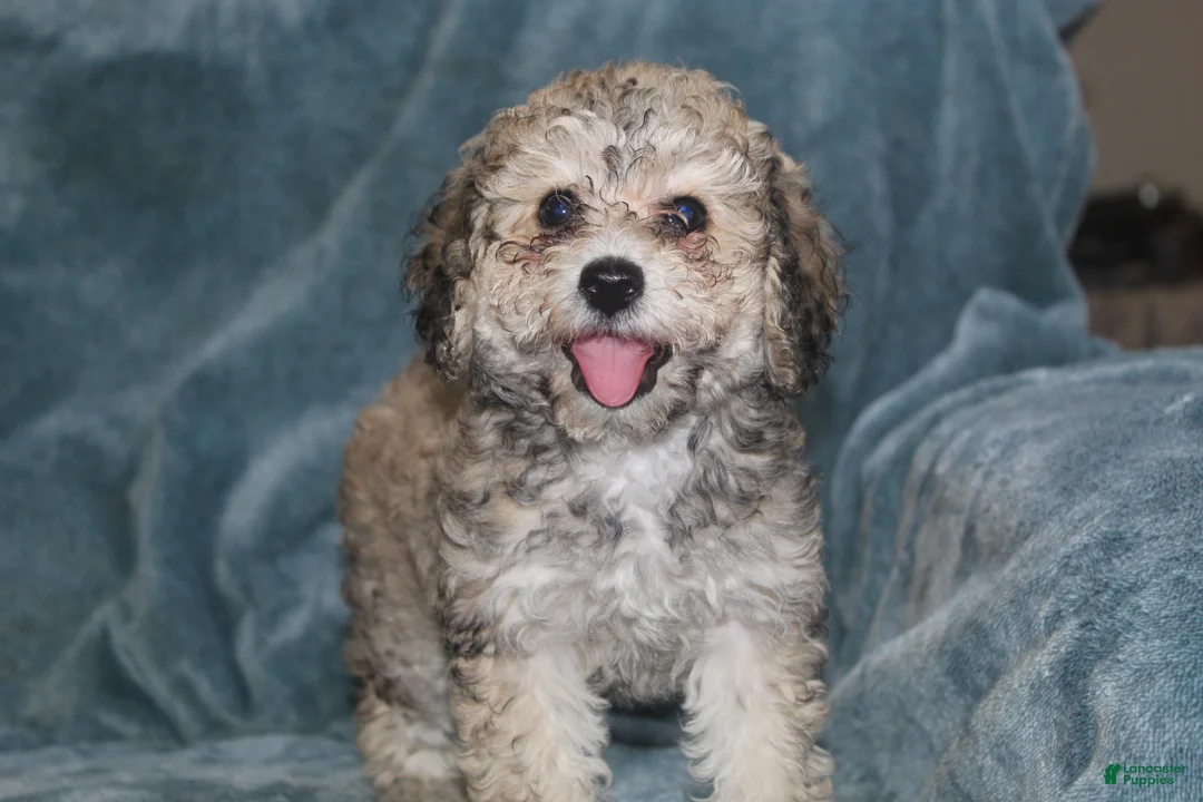 Miniature Poodle dogs for sale: Sadie - Ad 1