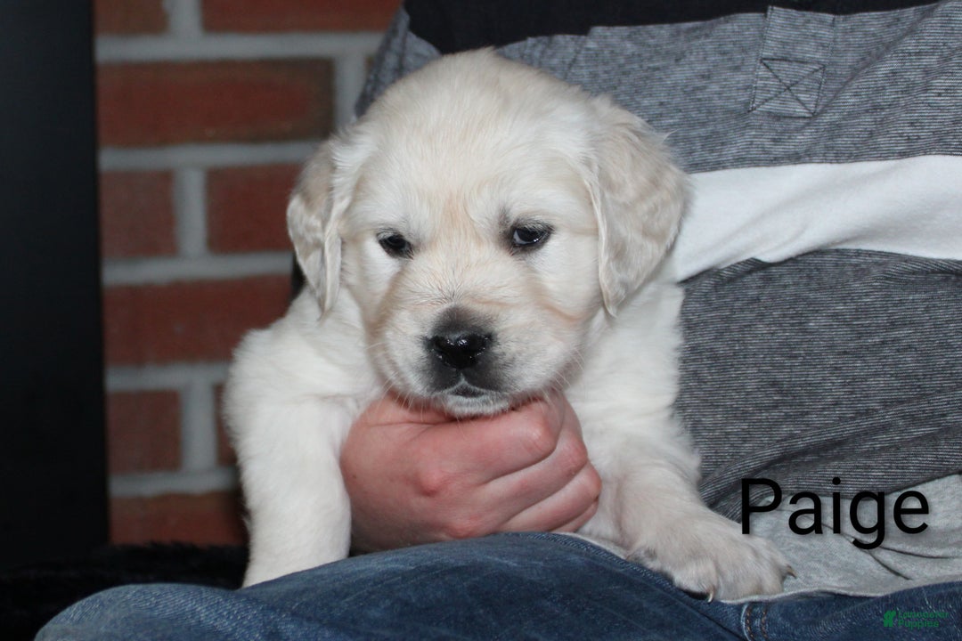 Golden Retriever dogs for sale: Paige - Ad 3