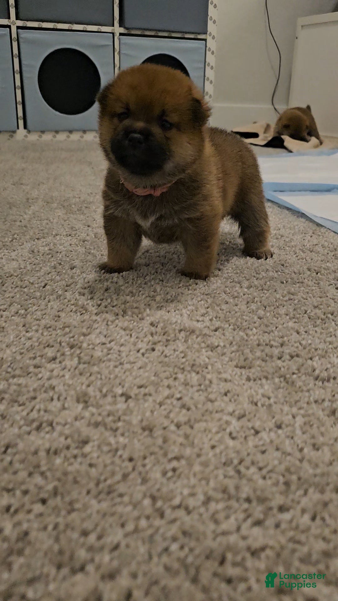 Shiba Inu dogs for sale: Momo - Ad 4