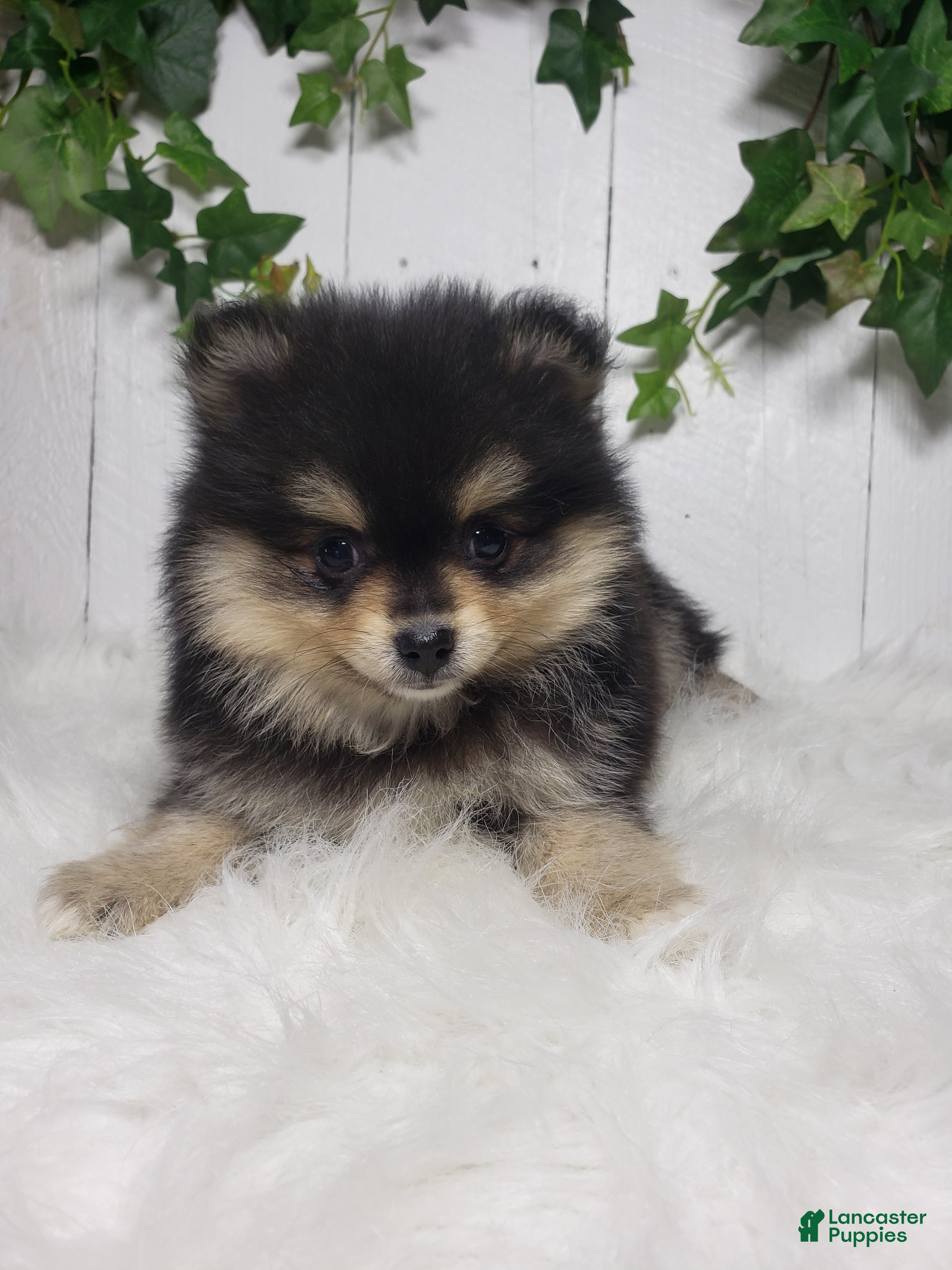 Pomeranian dogs Stella  - Ad 2