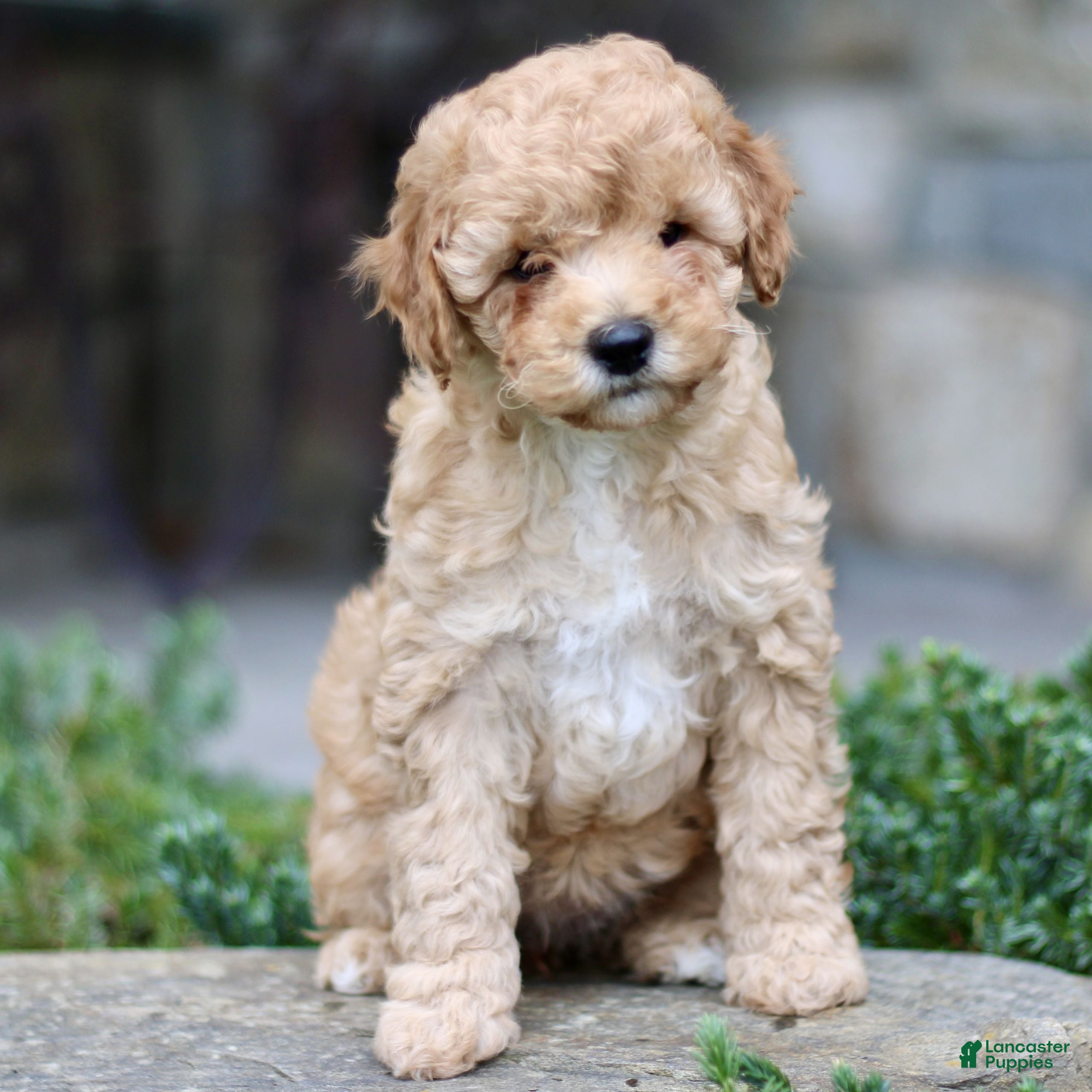 Cavapoo dogs Hannah  - Ad 1