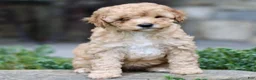 Cavapoo dogs for sale: Hannah  - Ad 1