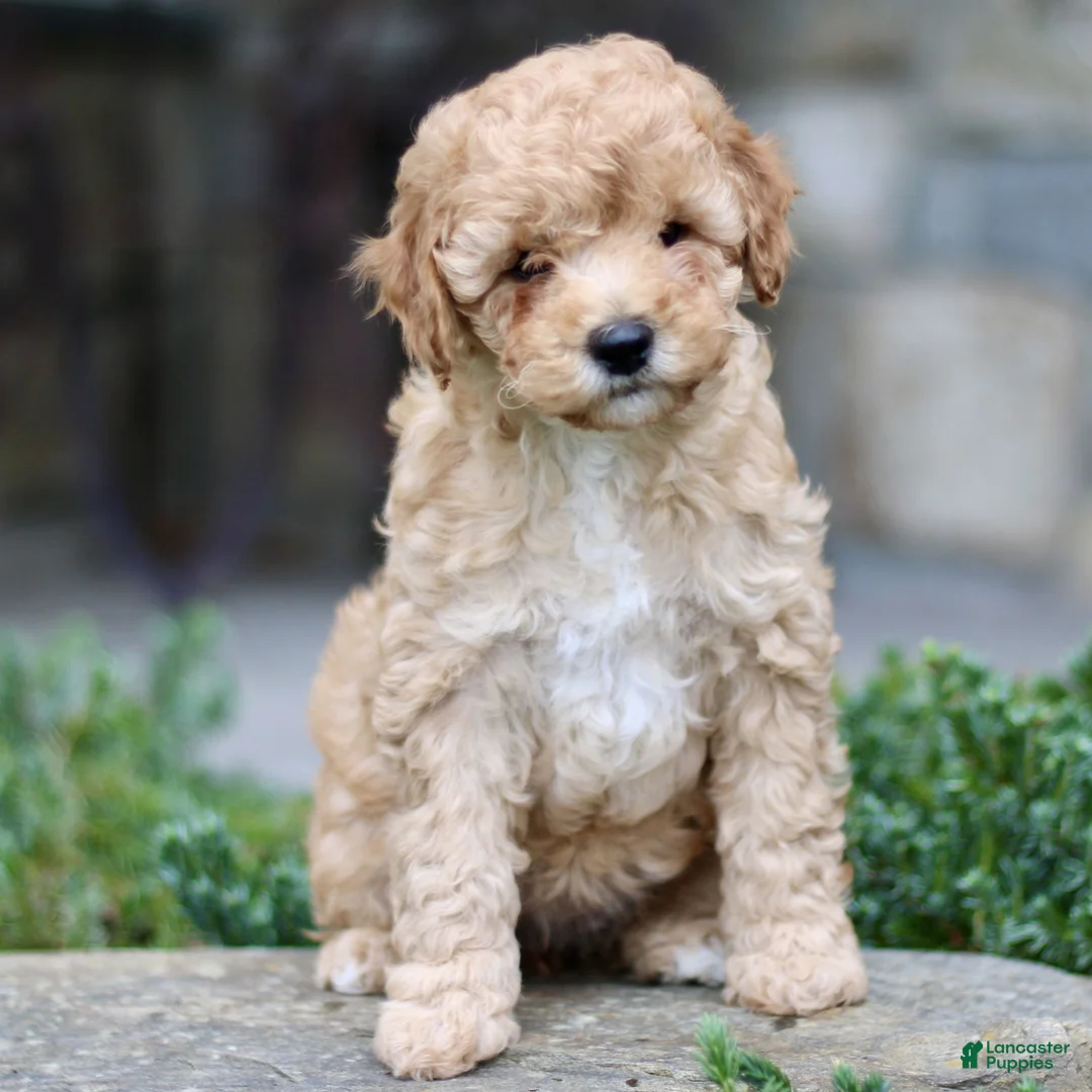 Cavapoo dogs for sale: Hannah  - Ad 1
