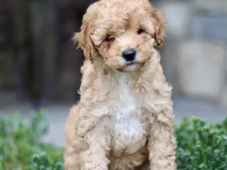 Cavapoo dogs for sale: Hannah - Ad 1