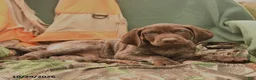 German Shorthaired Pointer dogs for sale: Smokey - Ad 4