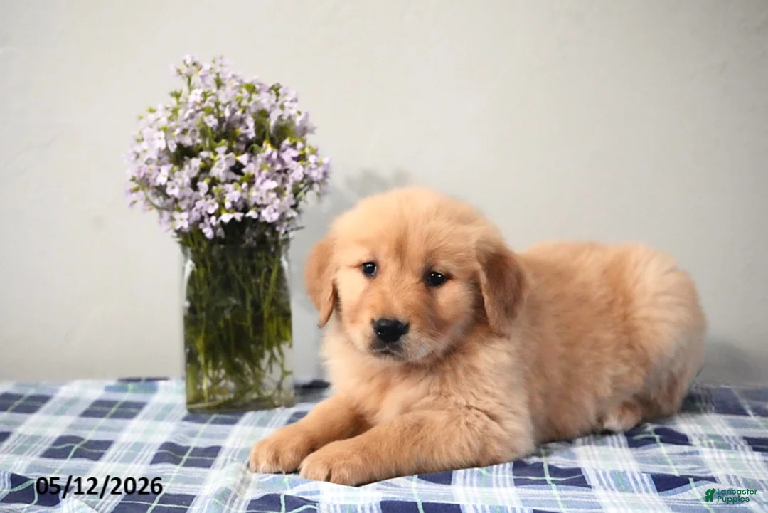 Golden Retriever dogs for sale: Dustin - Ad 3