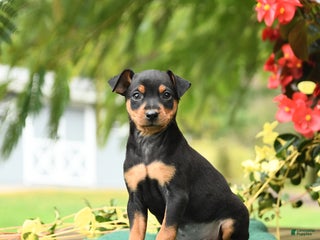 Miniature Pinscher dogs - Ad 25