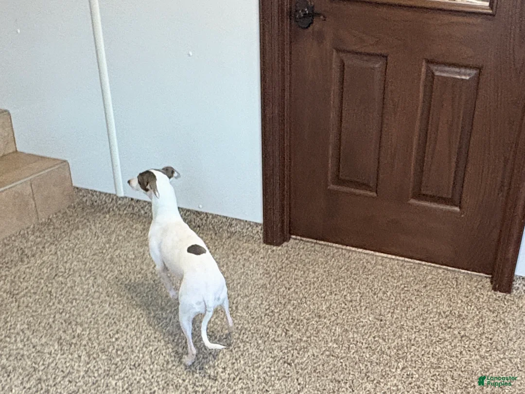 Italian Greyhound dogs for sale: Charity - Ad 3