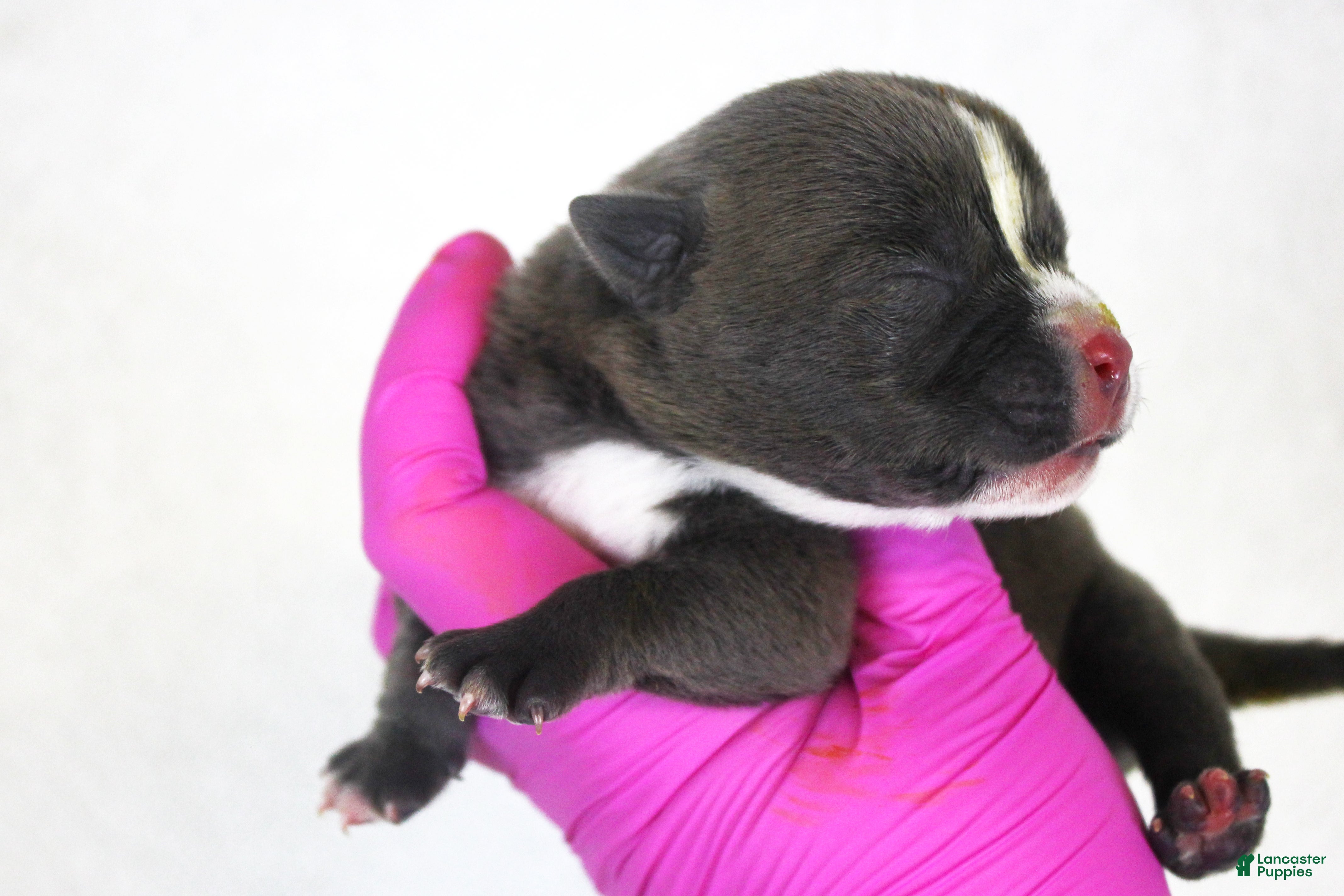 American Bully dogs Blue Male - Ad 1