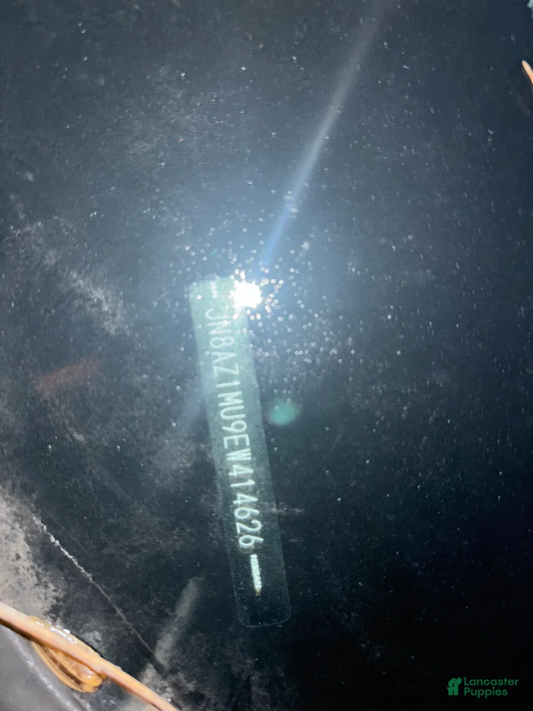 Cane Corso dogs for sale: Cane Corso Puppy 1 - Ad 4