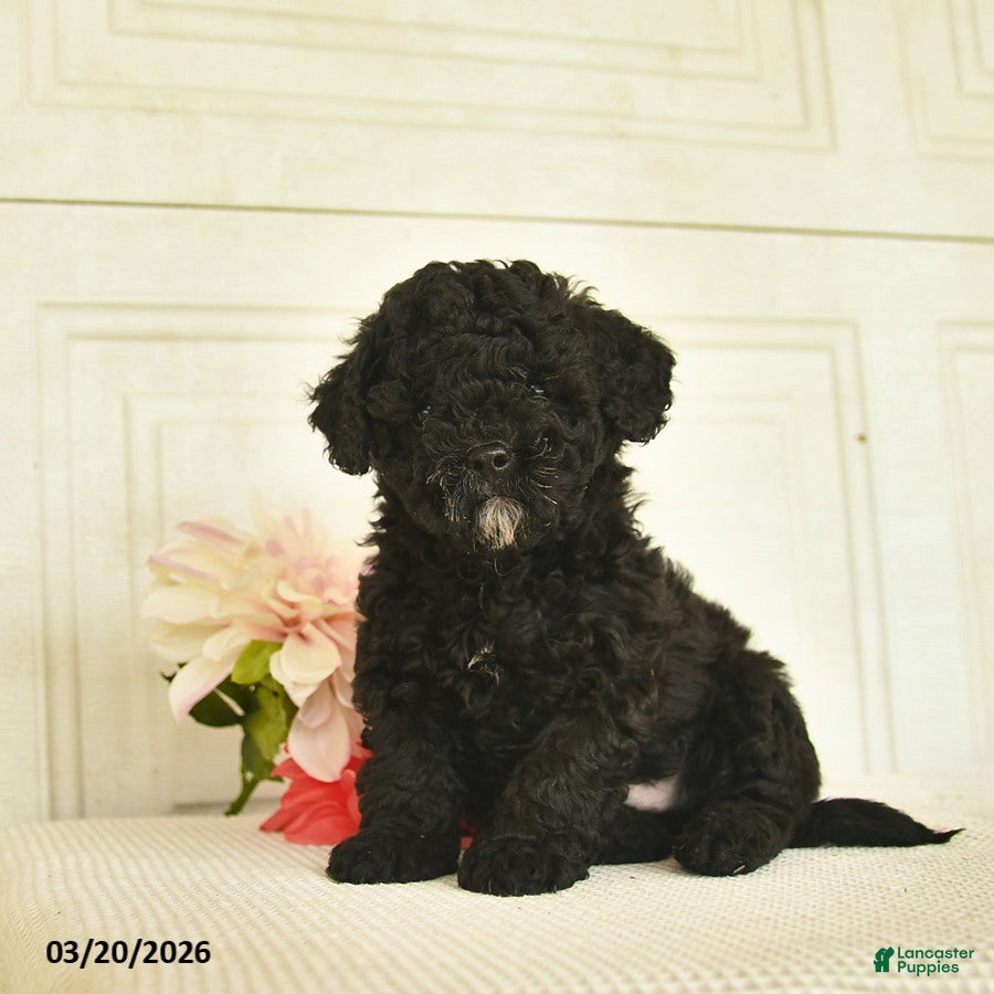 Mixed Breed dogs Ash  - Ad 1