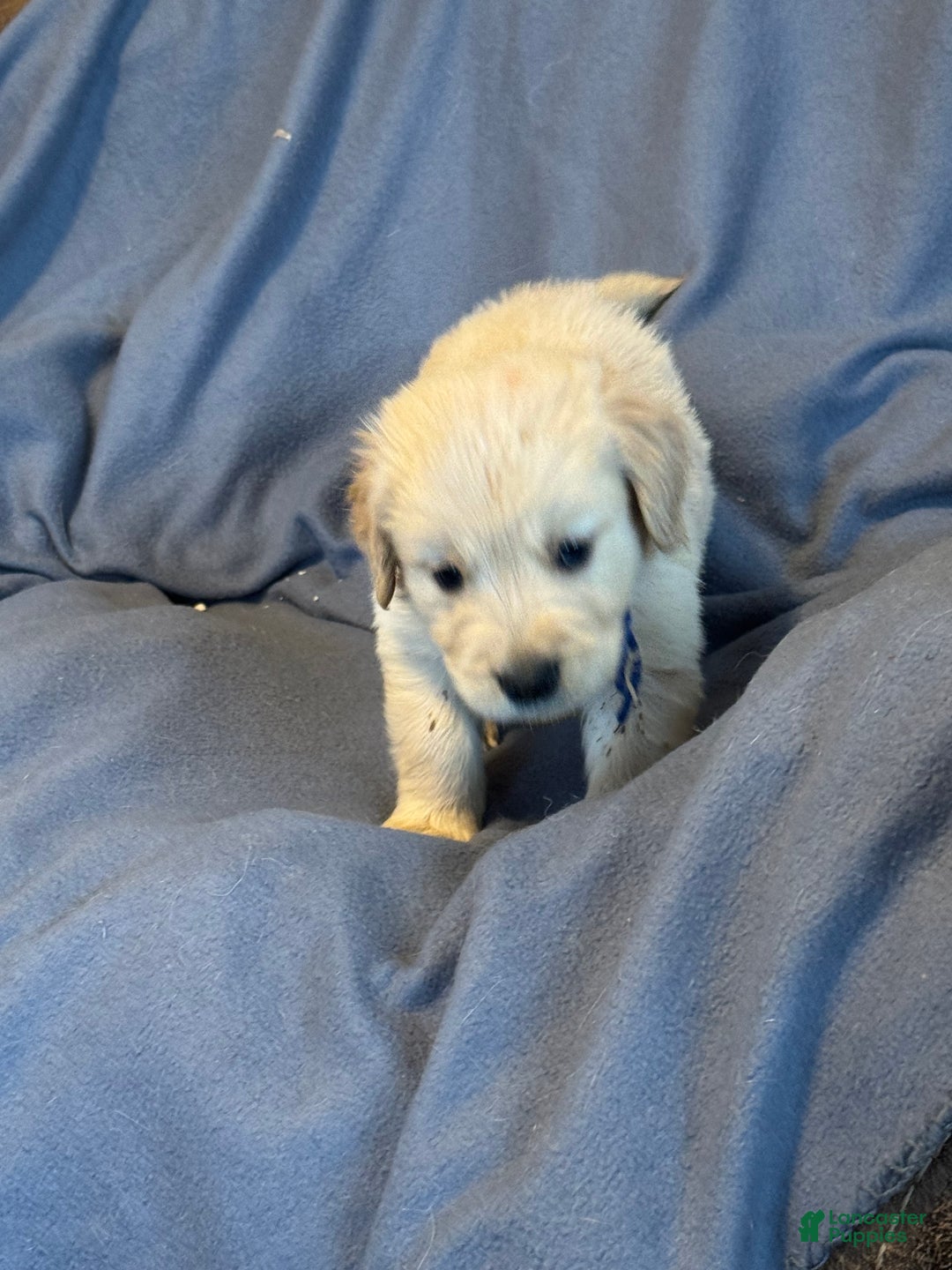 Golden Retriever dogs for sale: Golden Retriever Puppy 1 - Ad 3