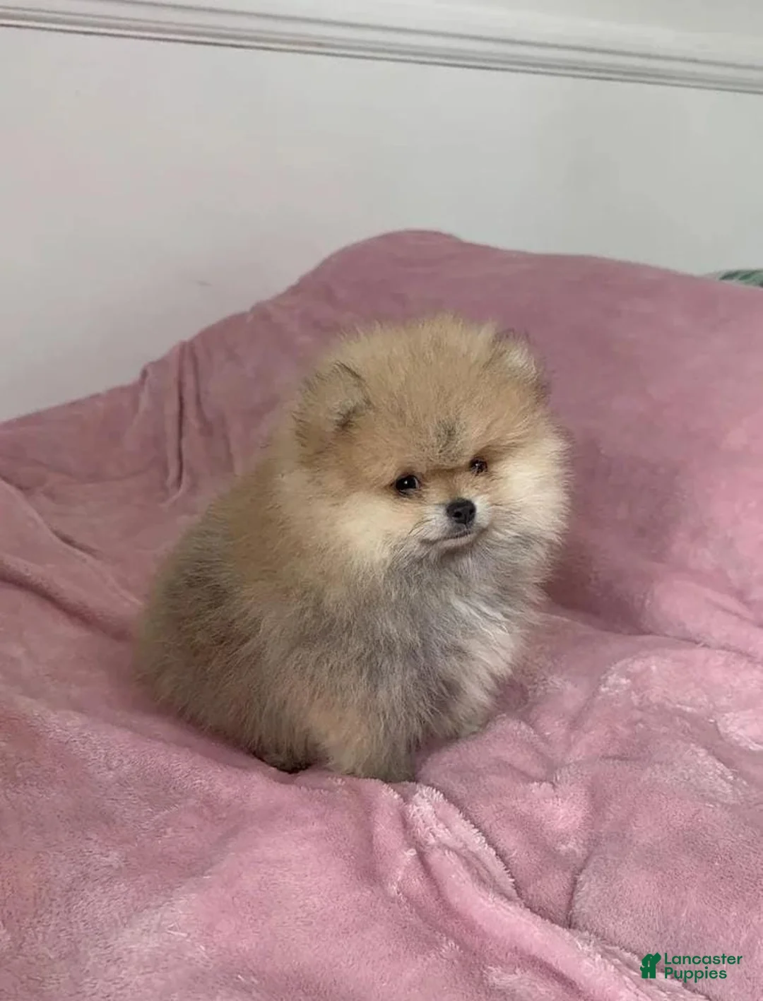 Pomeranian dogs for sale: Maya - Ad 7